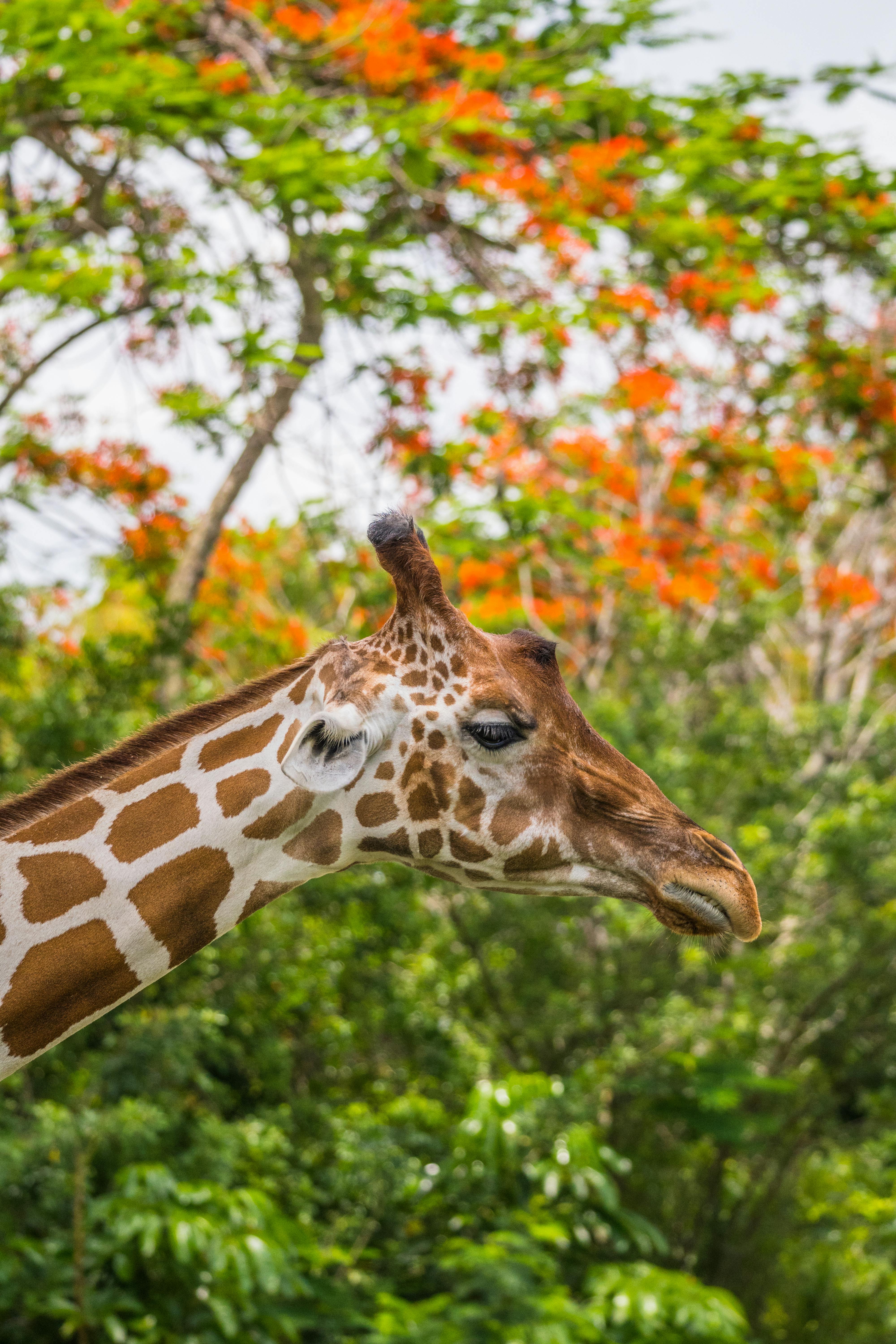 Dudley Zoo in Birmingham