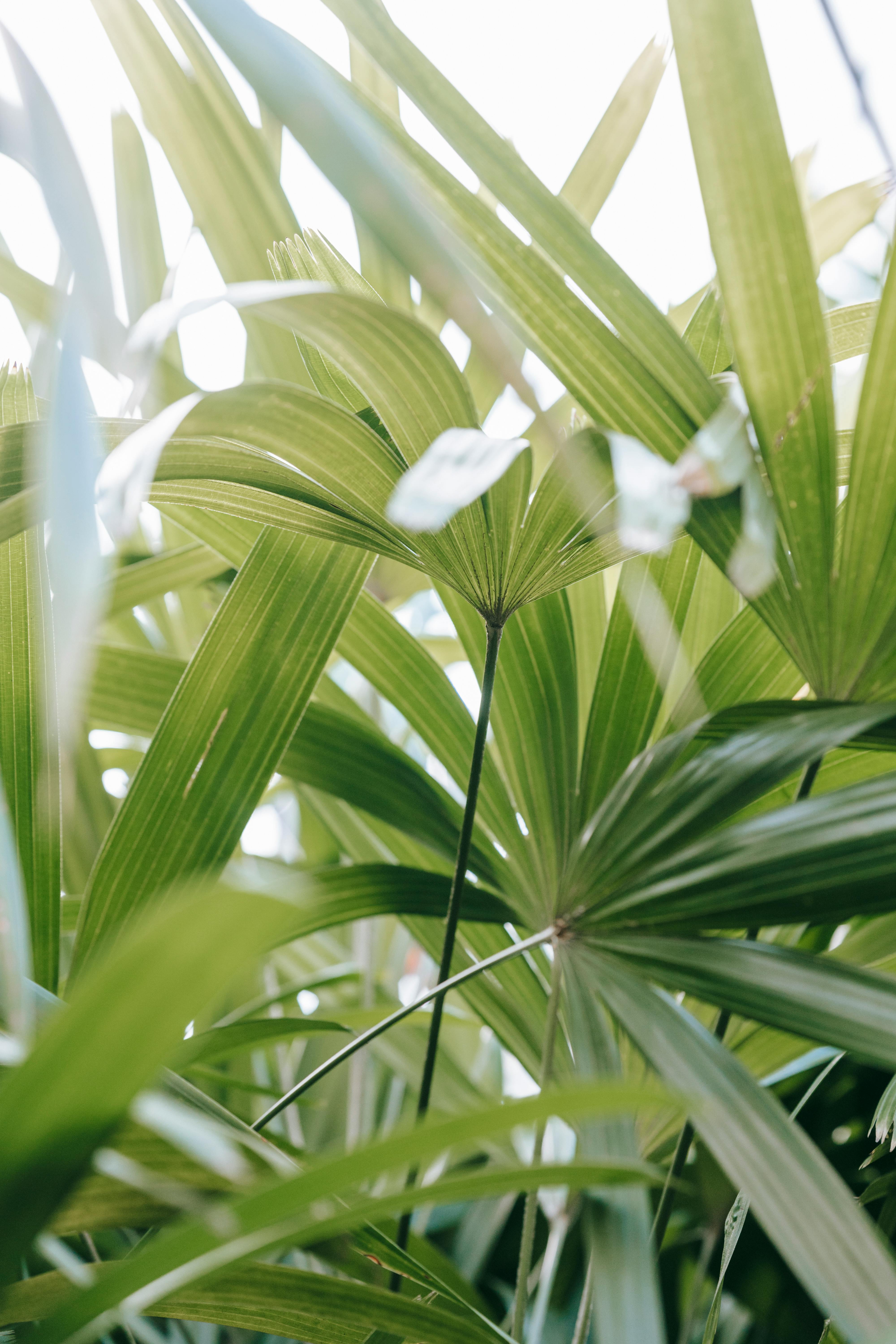 Cambridge University Botanic Garden